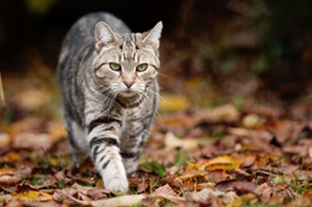 A photograph of a cat walking through leaves