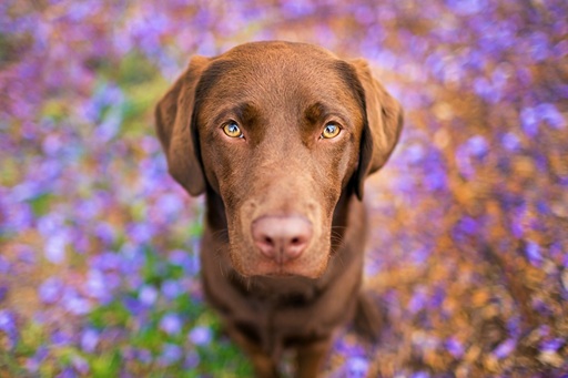A frontal view of a chocolate lab in purple flowers