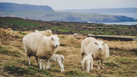 A family of sheep in the mountains