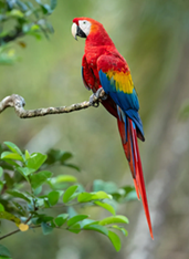 A profile view of a wild macaw parrot resting on a branch