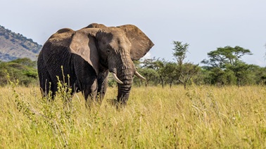An adult African elephant standing in the savanna