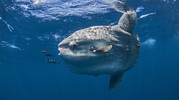 Sunfish floating in open water