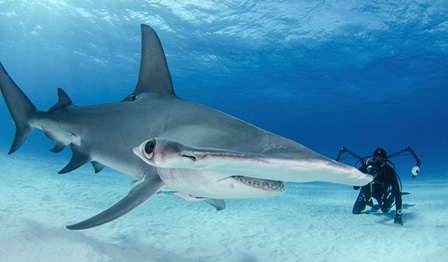 A diagonal view of a hammerhead shark underwater with a scuba diver behind it
