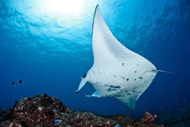 An underside view of a manta ray underwater